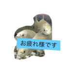 錦鯉のことば4匹（個別スタンプ：1）