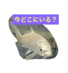 錦鯉のことば4匹（個別スタンプ：2）