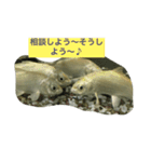 錦鯉のことば4匹（個別スタンプ：5）