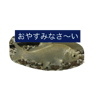 錦鯉のことば4匹（個別スタンプ：6）