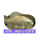錦鯉のことば4匹（個別スタンプ：7）
