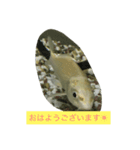 錦鯉のことば4匹（個別スタンプ：8）