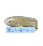 錦鯉のことば4匹（個別スタンプ：9）