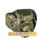 錦鯉のことば4匹（個別スタンプ：11）