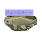 錦鯉のことば4匹（個別スタンプ：13）