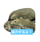 錦鯉のことば4匹（個別スタンプ：14）