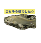 錦鯉のことば4匹（個別スタンプ：16）