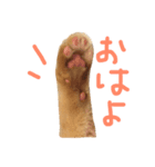 猫の手とシッポと肉球リアルスタンプ（個別スタンプ：1）