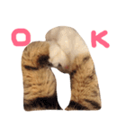 猫の手とシッポと肉球リアルスタンプ（個別スタンプ：3）