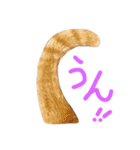 猫の手とシッポと肉球リアルスタンプ（個別スタンプ：6）
