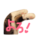 猫の手とシッポと肉球リアルスタンプ（個別スタンプ：8）