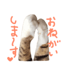猫の手とシッポと肉球リアルスタンプ（個別スタンプ：11）