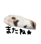 猫の手とシッポと肉球リアルスタンプ（個別スタンプ：16）