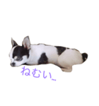 あしゅ（個別スタンプ：7）