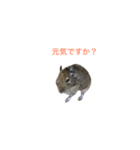デグーちゃん〜日常で使える言葉〜（個別スタンプ：15）