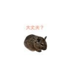 デグーちゃん〜日常で使える言葉〜（個別スタンプ：16）