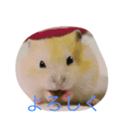 hamster is good（個別スタンプ：7）