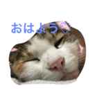 うちのみーちゃん♡（個別スタンプ：2）