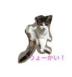 うちのみーちゃん♡（個別スタンプ：5）