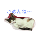 うちのみーちゃん♡（個別スタンプ：8）