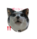 胡麻三郎と仲間たち〜日常使えますですやで（個別スタンプ：6）