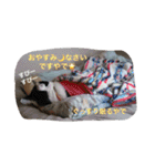 胡麻三郎と仲間たち〜日常使えますですやで（個別スタンプ：18）