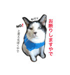 胡麻三郎と仲間たち〜日常使えますですやで（個別スタンプ：25）