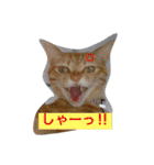 胡麻三郎と仲間たち〜日常使えますですやで（個別スタンプ：29）