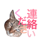 ナガオと申します（個別スタンプ：12）
