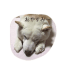 増田家の魁くんスタンプ（個別スタンプ：7）