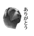 デッサン犬（個別スタンプ：35）