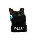 くろまるにゃお。（個別スタンプ：15）