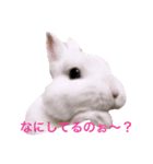 シャーロット（個別スタンプ：3）