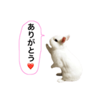 シャーロット（個別スタンプ：6）
