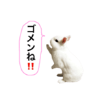 シャーロット（個別スタンプ：7）
