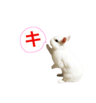 シャーロット（個別スタンプ：16）