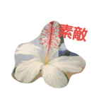 ハワイのお花（個別スタンプ：1）