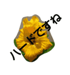 ハワイのお花（個別スタンプ：3）