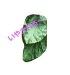 ハワイのお花（個別スタンプ：4）