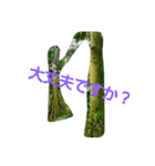ハワイのお花（個別スタンプ：7）