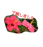 ハワイのお花（個別スタンプ：8）
