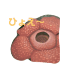 ハワイのお花（個別スタンプ：9）