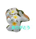 ハワイのお花（個別スタンプ：10）