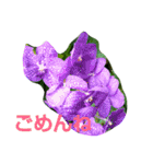 ハワイのお花（個別スタンプ：12）