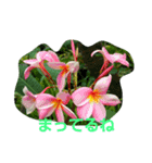 ハワイのお花（個別スタンプ：14）