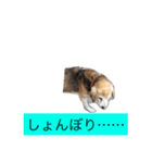 2匹のイヌ（個別スタンプ：5）