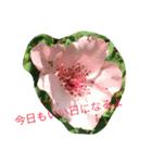 お花のキラキラメッセージ（個別スタンプ：6）