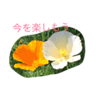 お花のキラキラメッセージ（個別スタンプ：7）