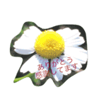 お花のキラキラメッセージ（個別スタンプ：8）