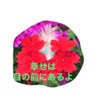 お花のキラキラメッセージ（個別スタンプ：14）
